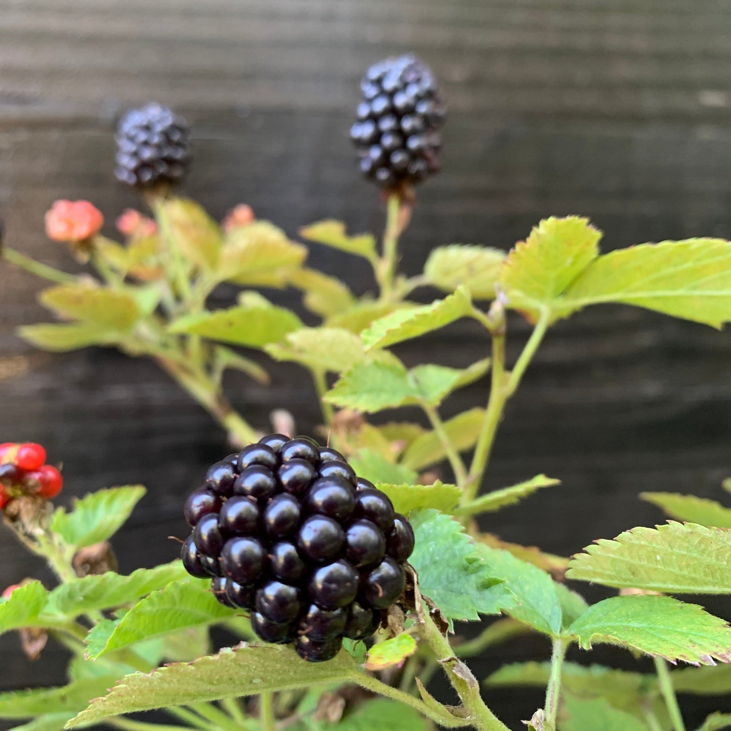 Baby Cakes Blackberry Bush
