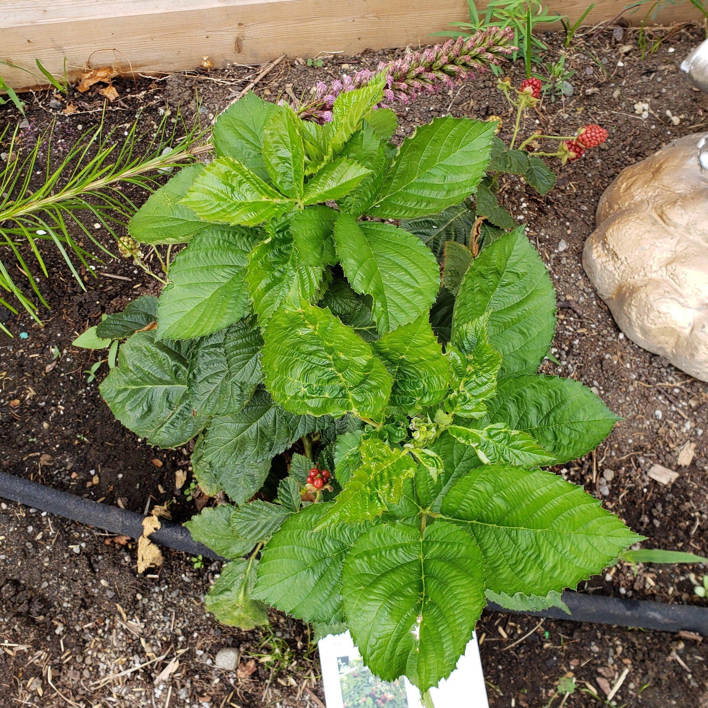 Baby Cakes Blackberry Bush