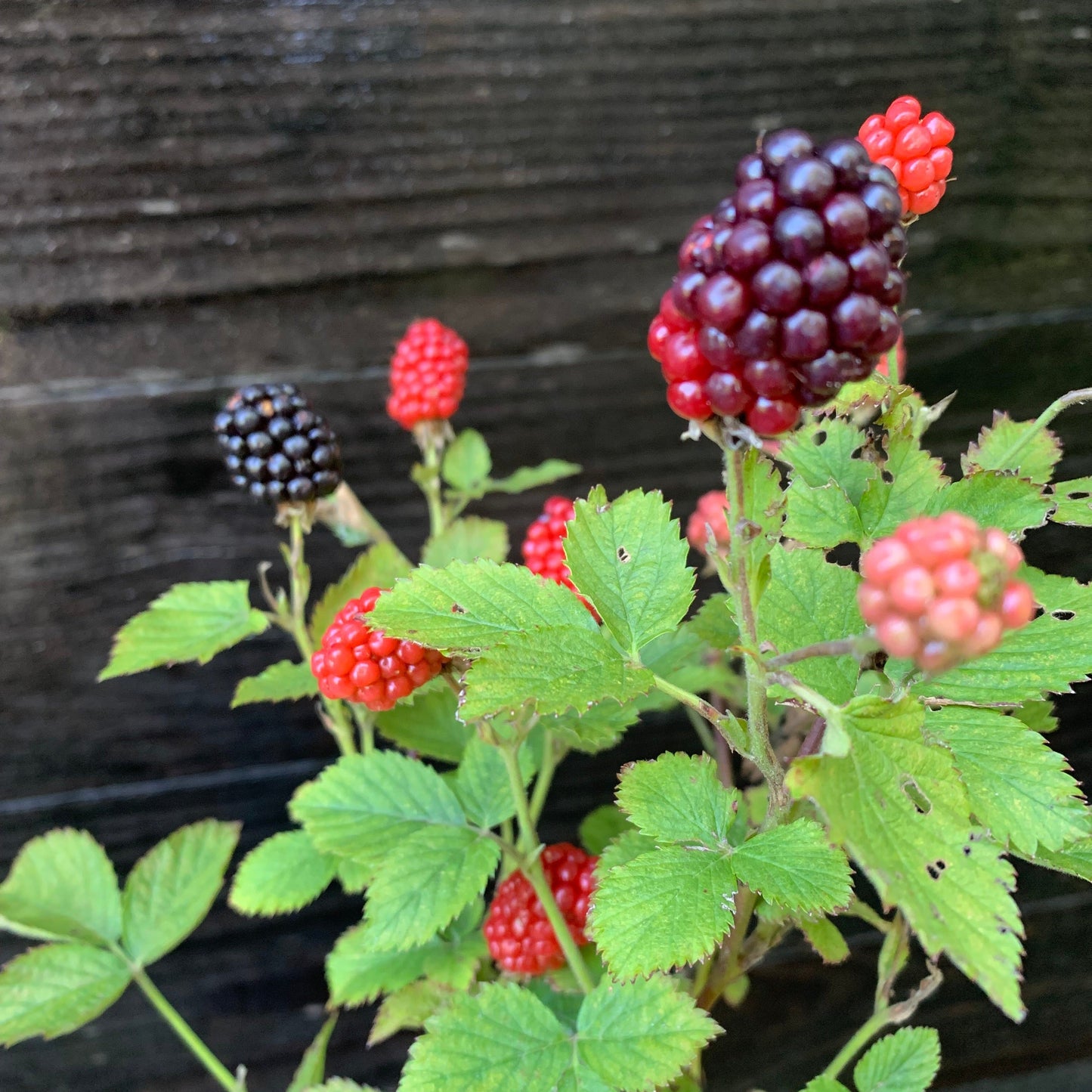 Baby Cakes Blackberry Bush