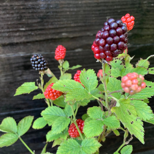 Baby Cakes Blackberry plant with red and black berries against a wooden background