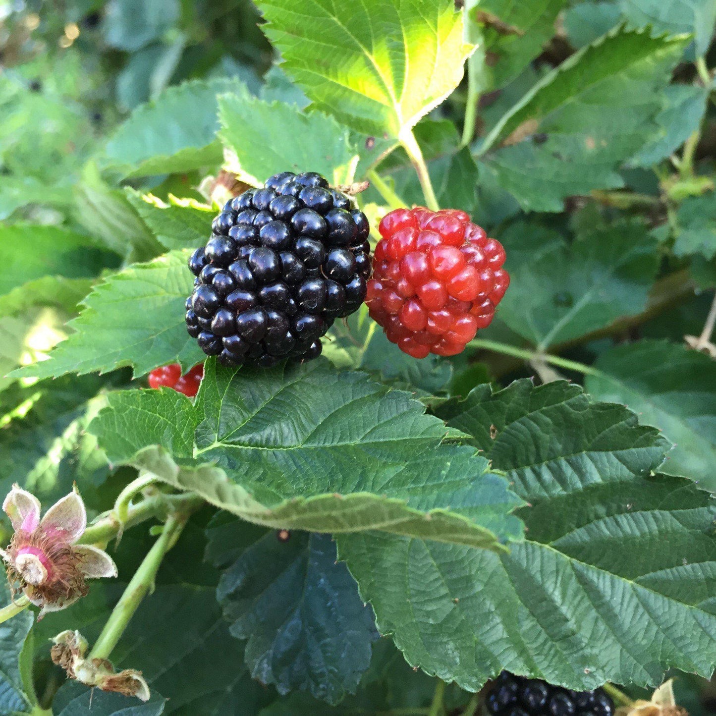Baby Cakes Blackberry Bush