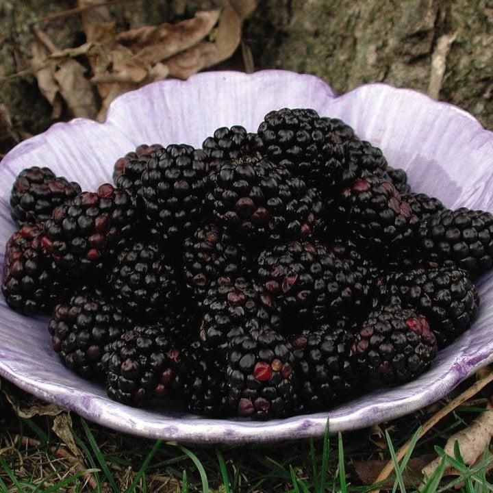 Chester Thornless Blackberry Bush