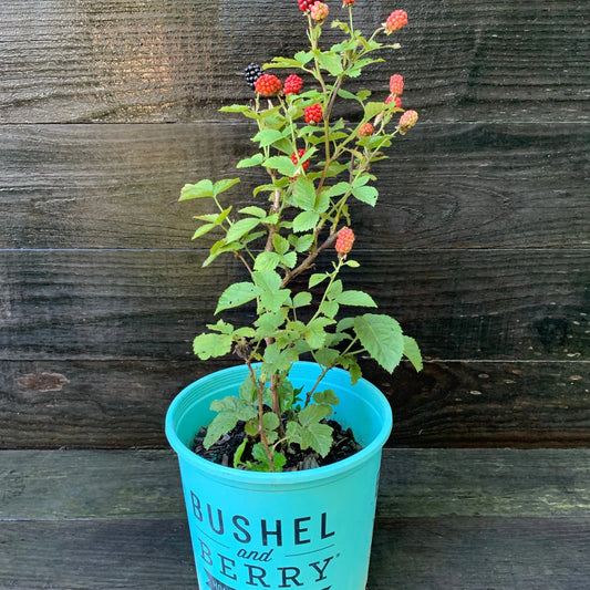 Potted Baby Cakes plant with berries in a blue pot against a wooden background