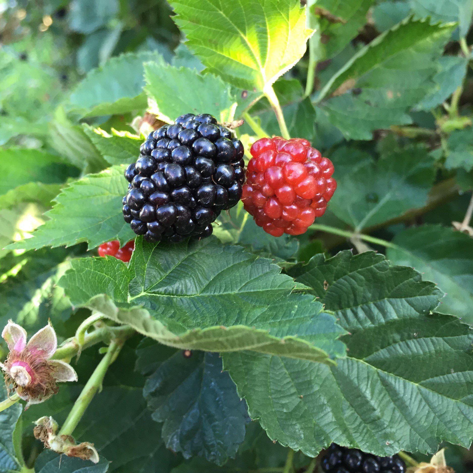Baby Cakes Blackberry Bush