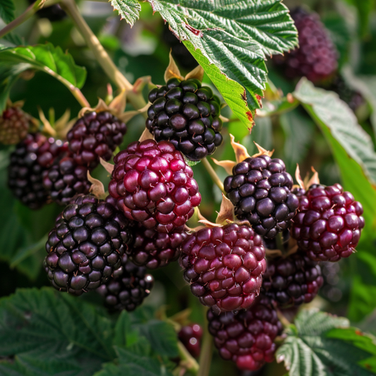 Black Butte Blackberry Bush