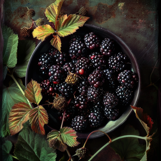 Black Satin Thornless Blackberry Bush