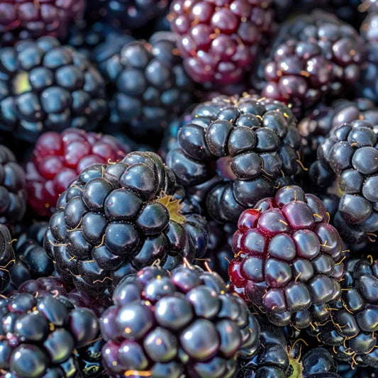 Close-up of Brazos blackberries with a focus on texture and color.