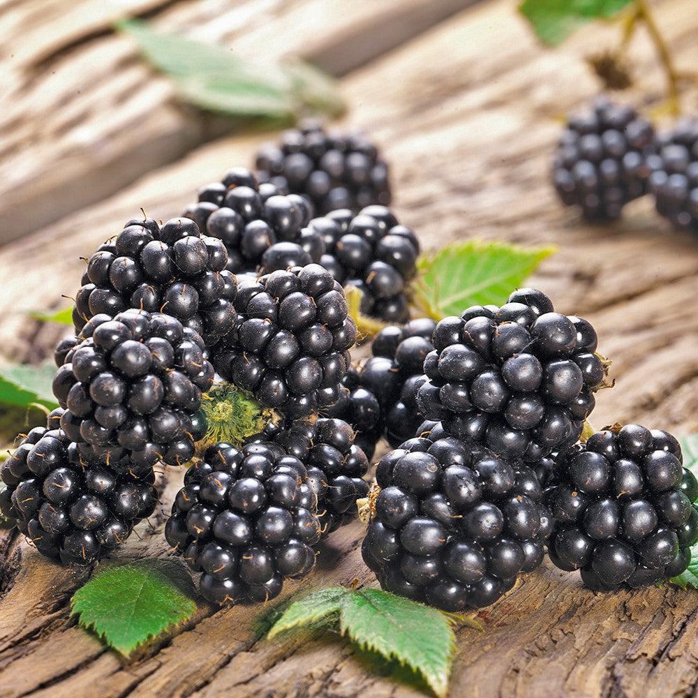 Chester Thornless Blackberry Bush