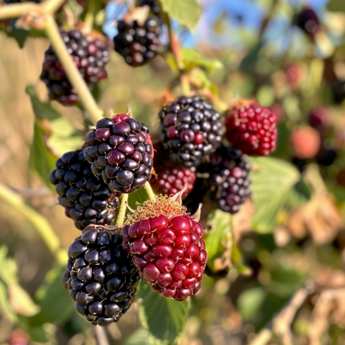 Osage Blackberry Bushes