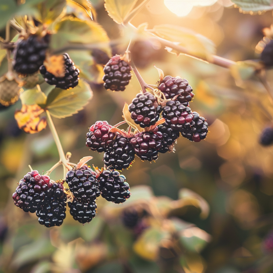 Chester (Thornless) Blackberry